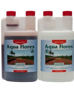 Canna Aqua Flores