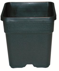 Vaso VEGA