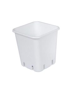 Vaso HOLANDA