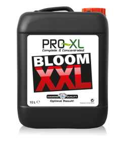 bloom-xx
