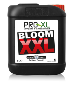 bloom-xx
