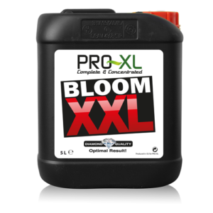 bloom-xx