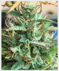 Auto Seeds GIRL SCOUT COOKIES