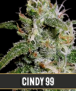 CINDY'S 99