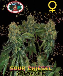 SOUR CHIESEL Automatic