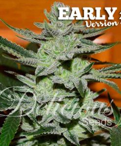Delicious Seeds UNKNOWN KUSH EARLY VERSION
