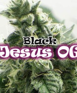 Dr. Underground BLACK JESUS OG