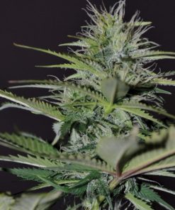 Exclusive Seeds Auto Bilberry
