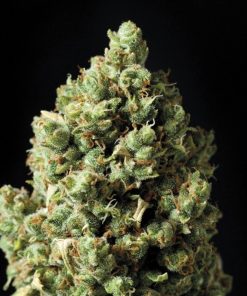 Exclusive Seeds Auto Critical