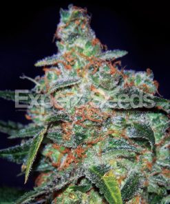 Expert Seeds Cheese Auto