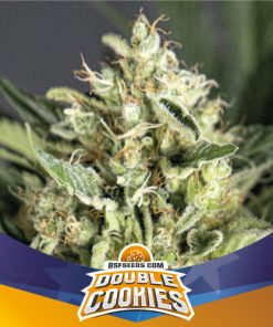 BSF Seeds Double Cookies Auto