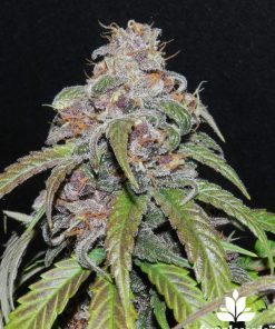 Female Seeds Red Purps