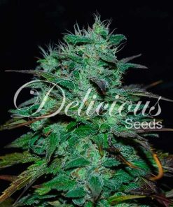 Delicious Seeds Chocobang
