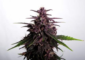 Swiss Dream Auto CBD ros&eacute;