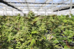 Legalizzazione Cannabis Italia