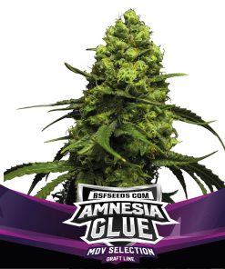 Amnesia Glue