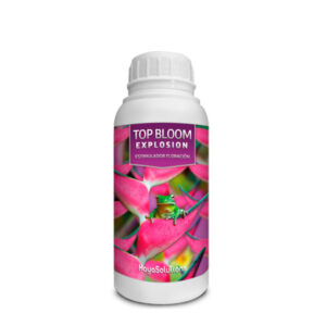 Top Bloom Explosion Kayasolutions