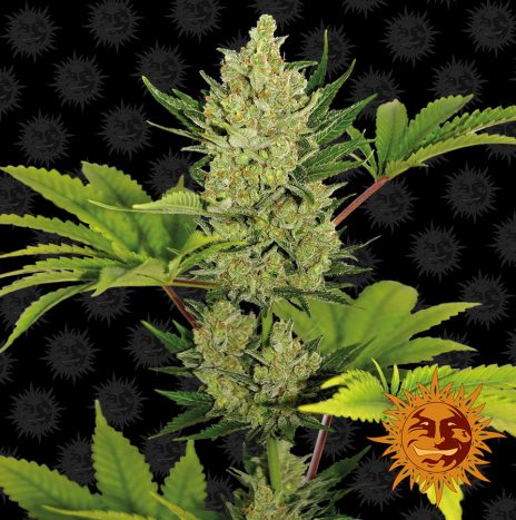 Barney’s Farm BLUE CHEESE AUTO Semi di Cannabis Autofiorenti