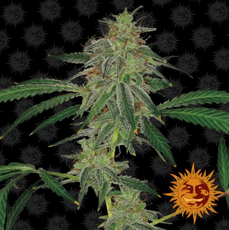 Barney’s Farm BLUE MAMMOTH AUTO Semi di Cannabis Autofiorenti