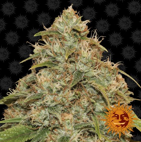 Barney’s Farm CBD LEMON POTION AUTO Semi di Cannabis Autofiorenti