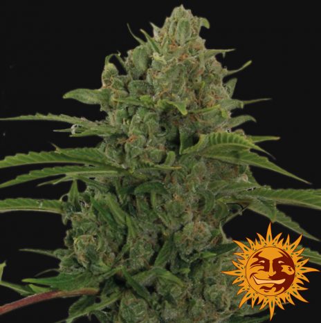 Barney’s Farm CRITICAL KUSH AUTO Semi di Cannabis Autofiorenti