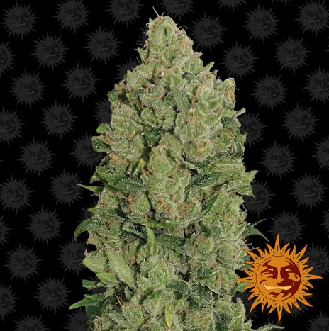 Barney’s Farm NYC DIESEL AUTO Semi di Cannabis Autofiorenti