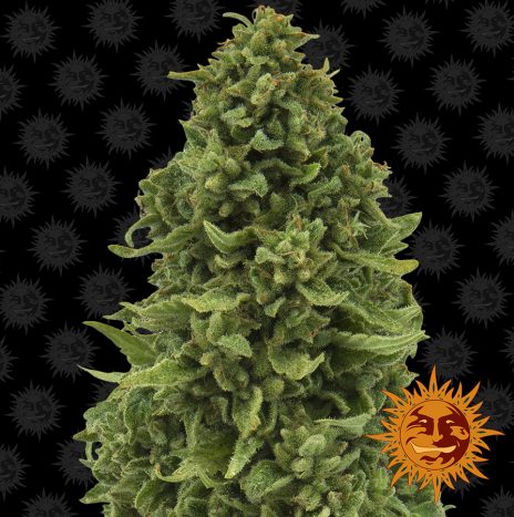 Barney’s Farm SWEET TOOTH AUTO Semi di Cannabis Autofiorenti